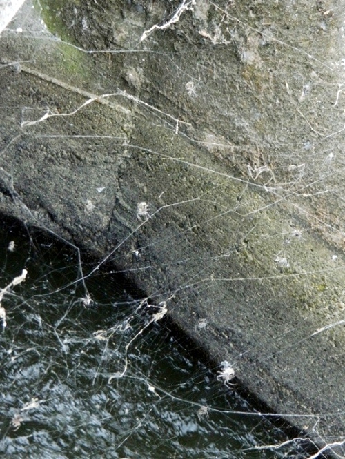 Assembramento di Larinioides sclopetarius - Viadana (MN)